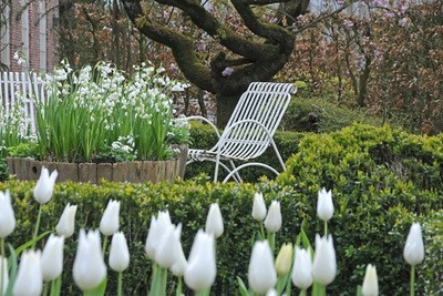 Leucojum aestivum Gravetye Giant, Traditional white garden, white spring flowers, grape hyacinths, Muscari botryoides, Anemone blanda white splendour, narcissus Thalia, narcissus bridal Crown, Snowdrops, Galanthus Nivalis, Leucojum Gravetye Giant